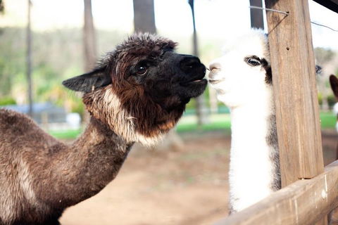 O'Reilly's & Lamington National Park Incl. Alpaca Farm + Vineyard - Travel Agents 4