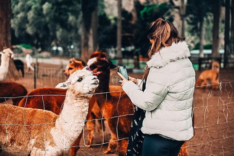 O'Reilly's & Lamington National Park Incl. Alpaca Farm + Vineyard - Travel Agents 5