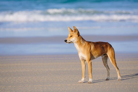 Fraser Island 4WD Tour From Noosa - Travel Agents 5