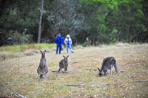 Blue Mountains Private Tour From Sydney - Travel Search 2
