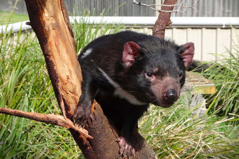 Tasmania 6 Day 'Tour In Circle' - Travel Agents 1