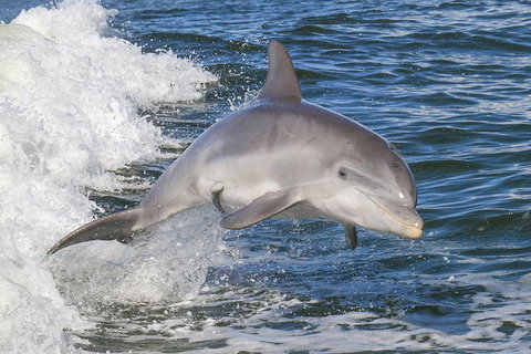 Noosa Oceanrider Scenic Dolphin Safari - Travel Agents 0