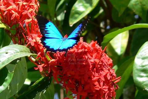 Daintree Rainforest, Cape Tribulation, Mossman Gorge Small-Group Day Tour - Cruises Travel 2