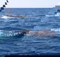 Noosa Whale Watching - Tourism Guide