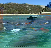 All Inclusive Dolphin and Tangalooma Wrecks Cruise - Tourism Guide