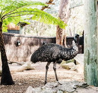 Sydney Taronga Zoo General Entry Ticket and Wild Australia Experience - Tourism Guide