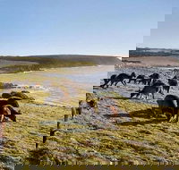 Kangaroo Island Personal Group Tours - Tourism Guide