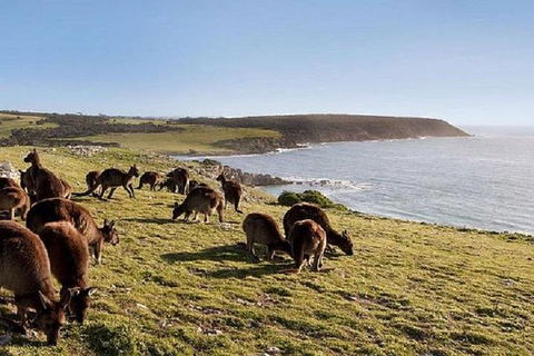 Kangaroo Island Personal Group Tours - Tourism Guide 0