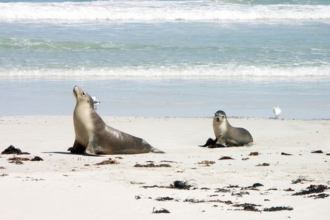 Kangaroo Island Personal Group Tours - Tourism Guide 3
