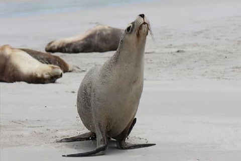 Kangaroo Island Personal Group Tours - Tourism Guide 4