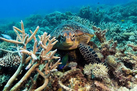 Great Barrier Reef Day Cruise From Cairns Including Snorkeling And Marine Biologist Presentation - Travel Search 4