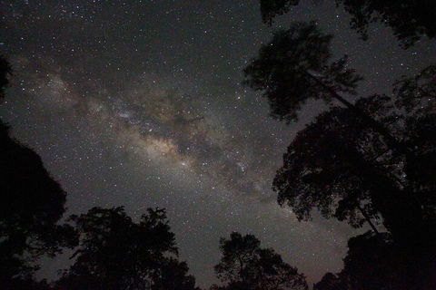 Evening Rainforest & Glow Worm Experience - Cruises Travel 4