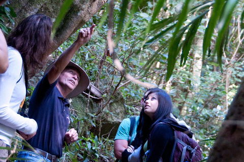 Natural Bridge & Springbrook Waterfalls Tour - Tourism Guide 4