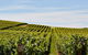 West Tamar Wine Tour - thumb 2