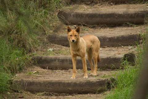 Blue Mountains Small-Group Insider Tour From Sydney - Travel Agents 3