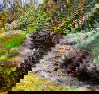 Cradle Mountain National Park Day Tour from Launceston - Tourism Guide