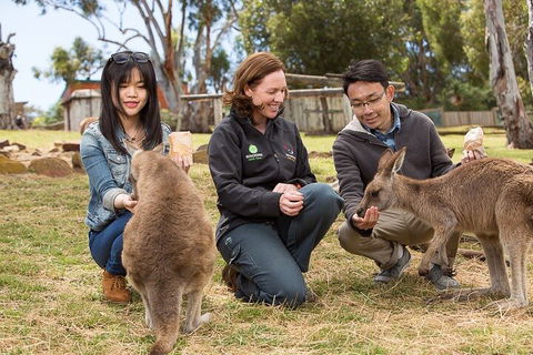 Bonorong Wildlife Park And Richmond Afternoon Tour From Hobart - Travel Search 1