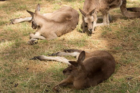 Bonorong Wildlife Park And Richmond Afternoon Tour From Hobart - Travel Search 3
