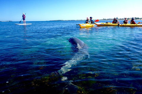 Penguin And Seal Islands Sea Kayaking Experience - Cruises Travel 0