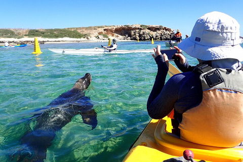 Penguin And Seal Islands Sea Kayaking Experience - Cruises Travel 2