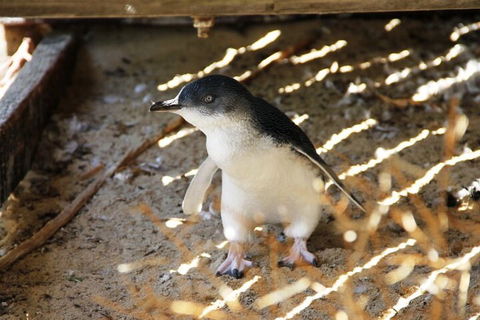 Penguin And Seal Islands Sea Kayaking Experience - Cruises Travel 3
