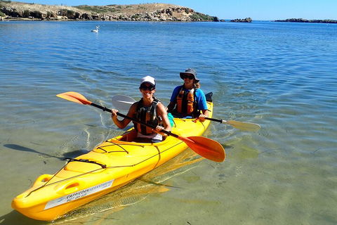 Penguin And Seal Islands Sea Kayaking Experience - Cruises Travel 5