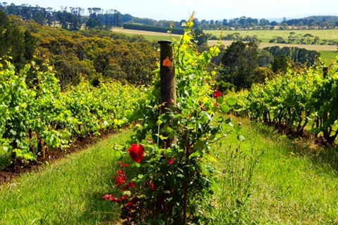 Mornington Peninsula Sightseeing Tour For 2-6 Guests. - Tourism Guide 3