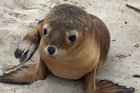 Kangaroo Island Scenic Trail Tour - Tourism Guide 0