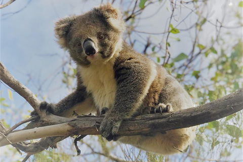 Kangaroo Island Scenic Trail Tour - Tourism Guide 2