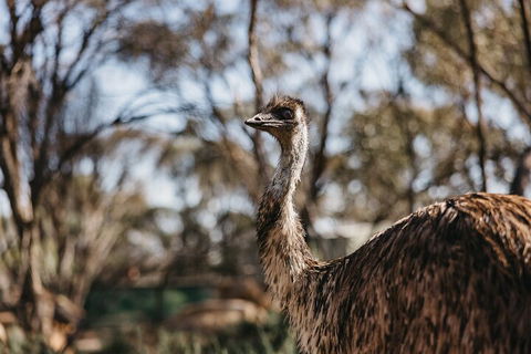 Wave Rock, York, Wildflowers, And Aboriginal Cultural Day Tour From Perth - Tourism Guide 4