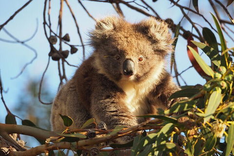 2-Hour Koala Walking Tour In Kangaroo Island - Travel Agents 0