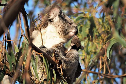 2-Hour Koala Walking Tour In Kangaroo Island - Travel Agents 1