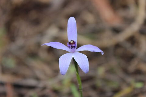 2-Hour Koala Walking Tour In Kangaroo Island - Travel Agents 2