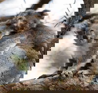 Great Ocean Road Sunset Tour from Melbourne - Tourism Guide