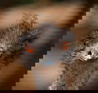 Currumbin Wildlife Sanctuary General Entry Ticket - Tourism Guide
