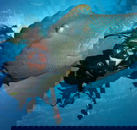 Great Barrier Reef Snorkeling and Diving Cruise from Cairns - Tourism Guide