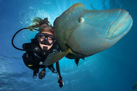 Great Barrier Reef Snorkeling And Diving Cruise From Cairns - Travel Search 0