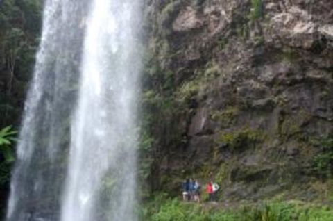 Springbrook National Park Discovery Full-Day Bushwalking Tour - Travel Agents 0