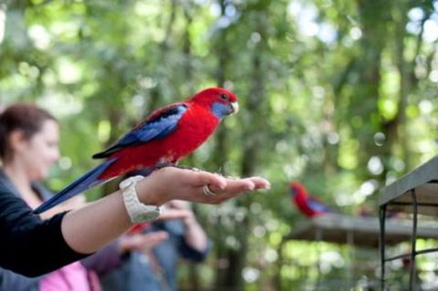Springbrook National Park Discovery Full-Day Bushwalking Tour - Travel Agents 1