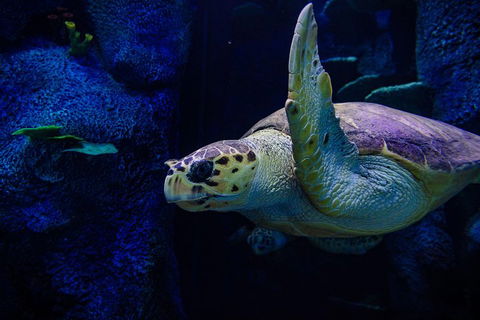 Sydney Attractions Pass: SEA LIFE Aquarium, Sydney Tower Eye, WILD LIFE Zoo And Madame Tussauds - Cruises Travel 1