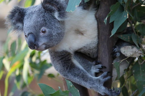 Sydney Attractions Pass: SEA LIFE Aquarium, Sydney Tower Eye, WILD LIFE Zoo And Madame Tussauds - Cruises Travel 2