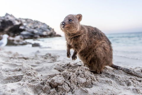 Fremantle To Rottnest Island Roundtrip Ferry Ticket - Travel Agents 1