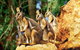 Sydney Harbour Hop On Hop Off Cruise With Taronga Zoo Entry - thumb 4