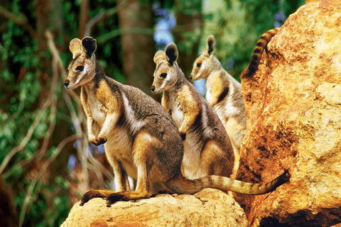 Sydney Harbour Hop On Hop Off Cruise With Taronga Zoo Entry - Tourism Guide 4