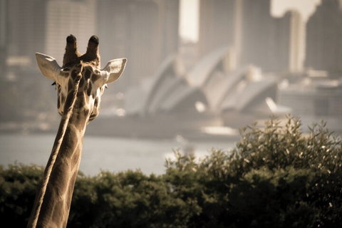 Sydney Harbour Hop On Hop Off Cruise With Taronga Zoo Entry - Tourism Guide 5