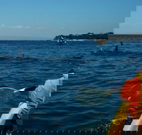 Mornington Peninsula Kayak Coastline Tour of Dolphin Sanctuary - Tourism Guide