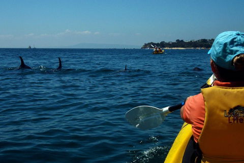 Mornington Peninsula Kayak Coastline Tour Of Dolphin Sanctuary - Tourism Guide 0