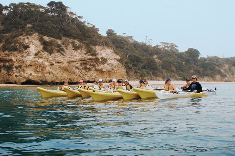 Mornington Peninsula Kayak Coastline Tour Of Dolphin Sanctuary - Tourism Guide 4