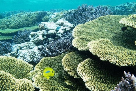 Abrolhos Islands Scenic Flight & Snorkel Adventure From Perth - Travel Search 4