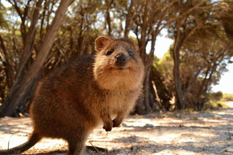 Wave Rock & Rottnest Island - Air & Ground Tour - Tourism Guide 0